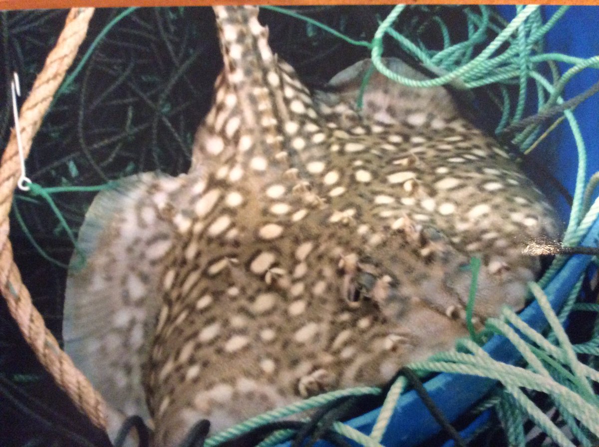 Simpers of Suffolk (@simpersosuffolk) on Twitter photo 