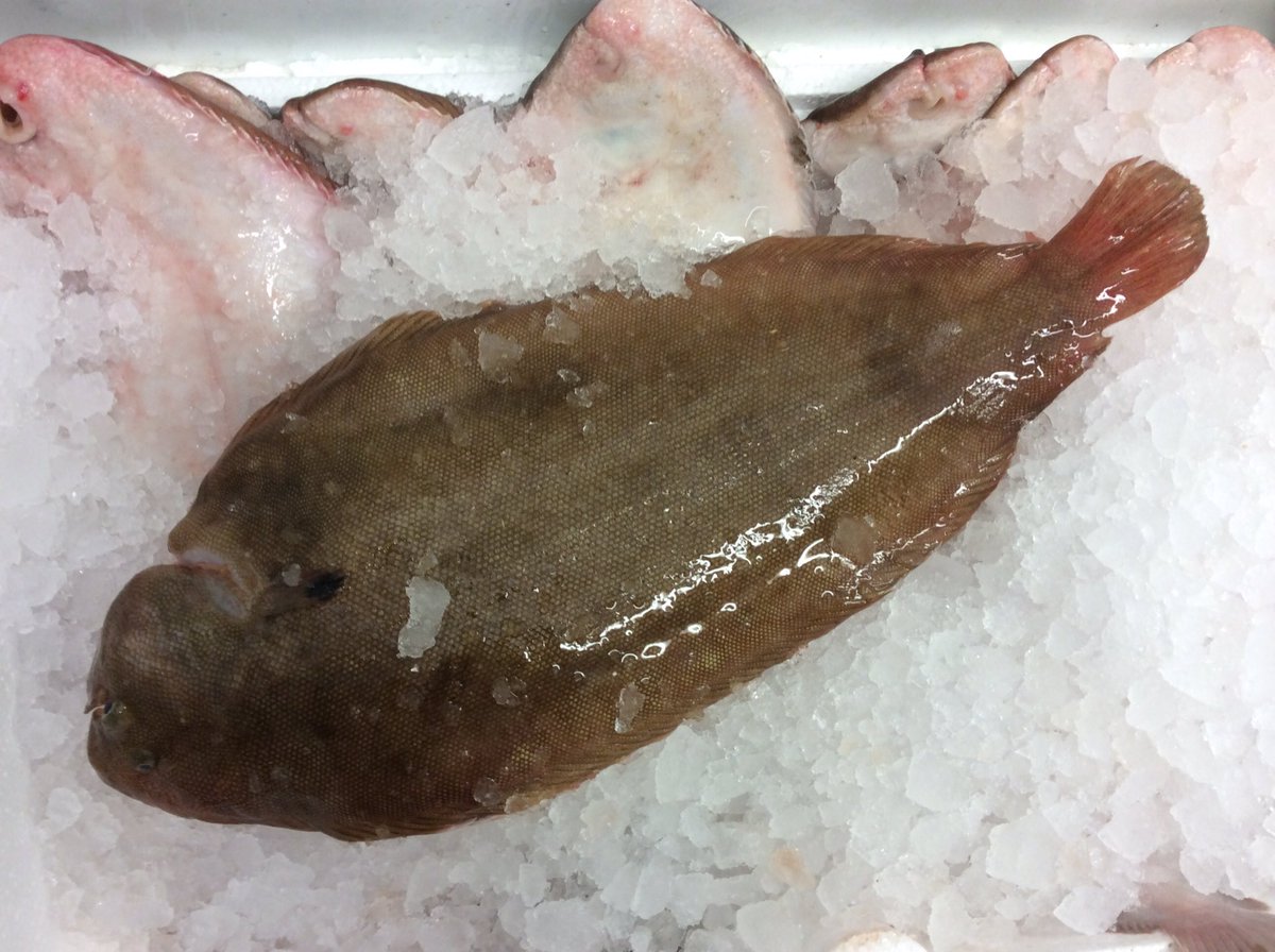 We have got some great DEBEN fish