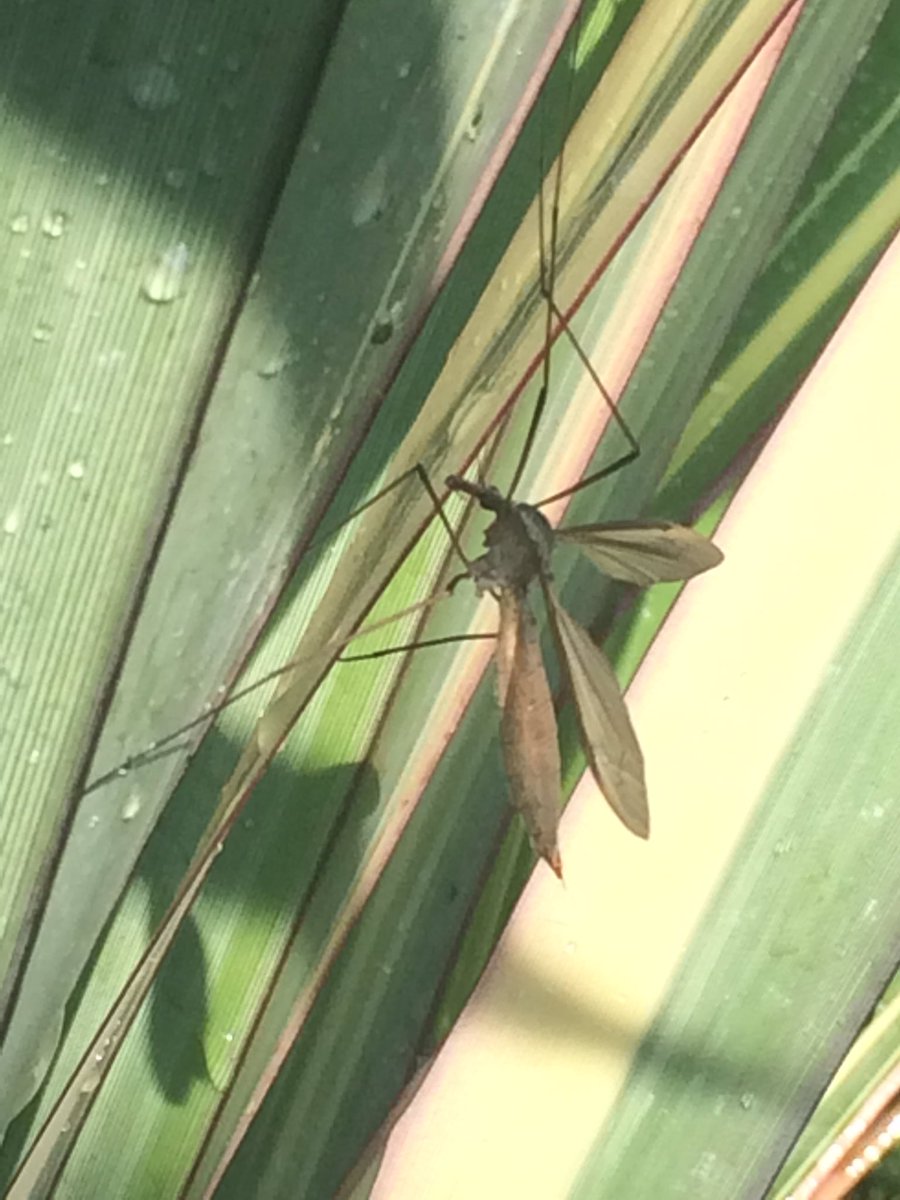 themarklittle's tweet photo. ...a big good morning to my insect friends... #InsectSaturday https://t.co/gwzV1MdD8t