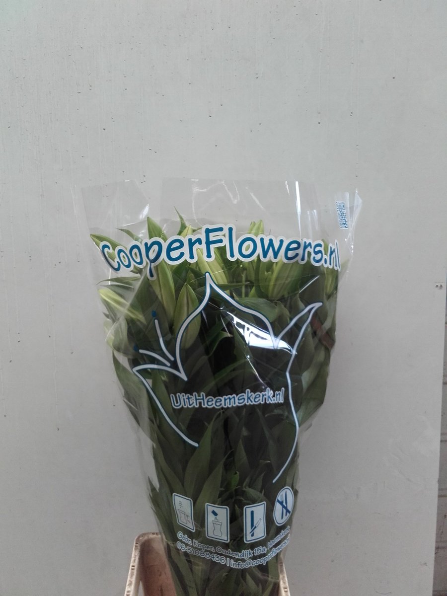 DirkKoper's tweet image. Volgende week mooie villa blanca en saltarello van buiten en nog dalian uit de kas made by cooperflowers