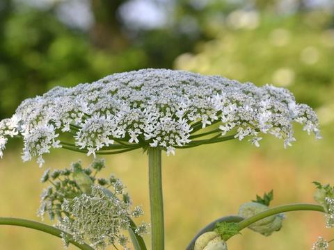 20Minutes's tweet photo. #Rediff VIDEO. Bretagne: Une adolescente brûlée par une plante invasive https://t.co/4H3bG6dKpE https://t.co/Xci7FUb4ur