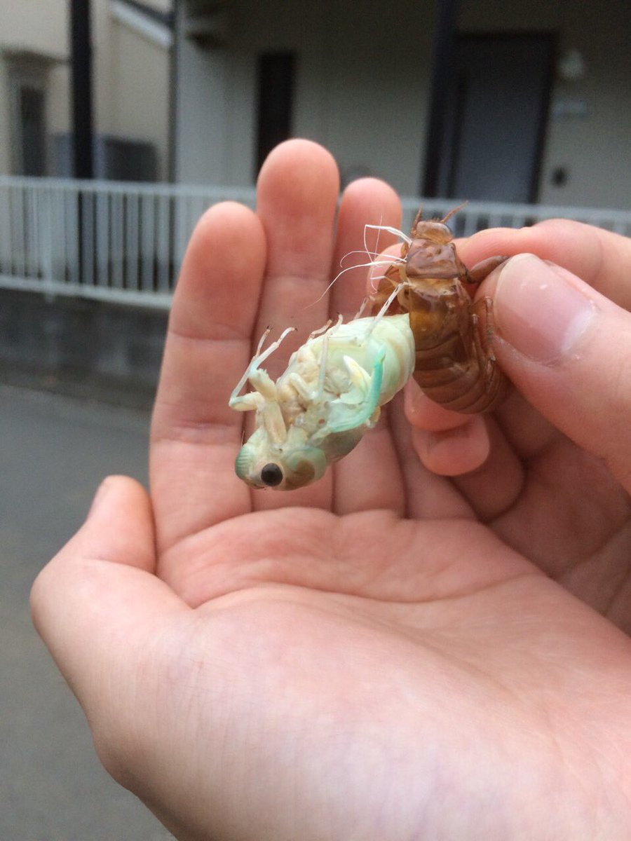木から落ちた蝉の幼虫が手の中で羽化を 一部始終を見守るtl やがて蝉は Togetter 木から落ちた蝉の幼虫が手の中で羽化を 一部始終を見守るtl やがて蝉は Togetter