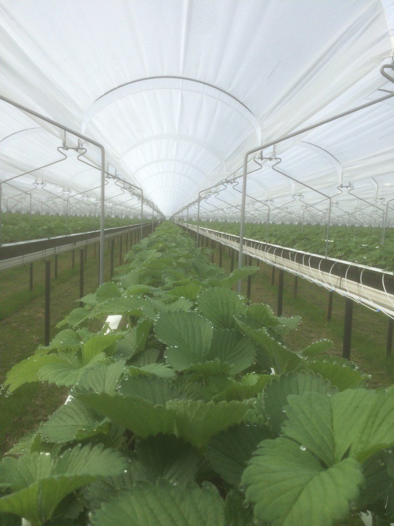 Nice grow of straws at a pear/coir/perlite mix. Ofcourse at #Legro