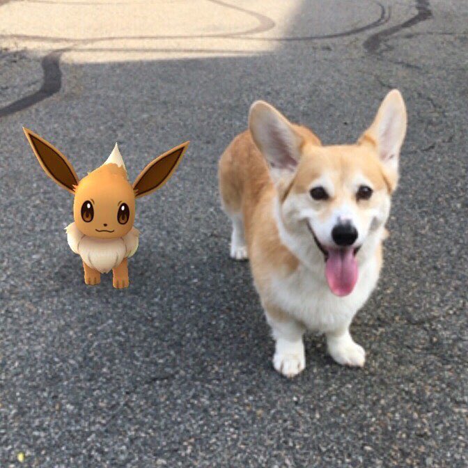 ポケモンgo情報局 コーギーとイーブイのツーショット ポケモンgo ポケモン ポケモンgoあるある Pokemongo