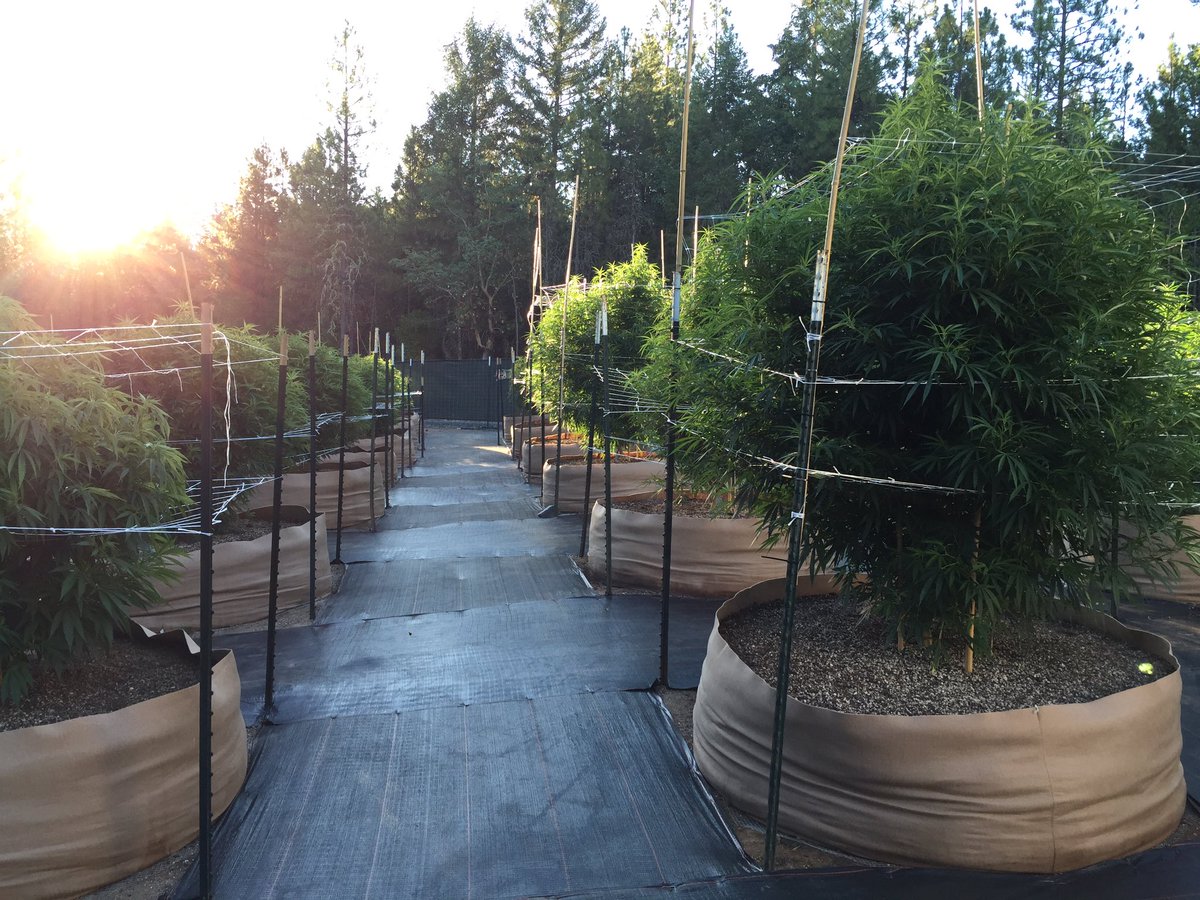 Sow_Canna's tweet photo. It's going to be a good weekend! #SuperBlueDream #OregonRecreationalMarijuana https://t.co/F5bFTyrFMt