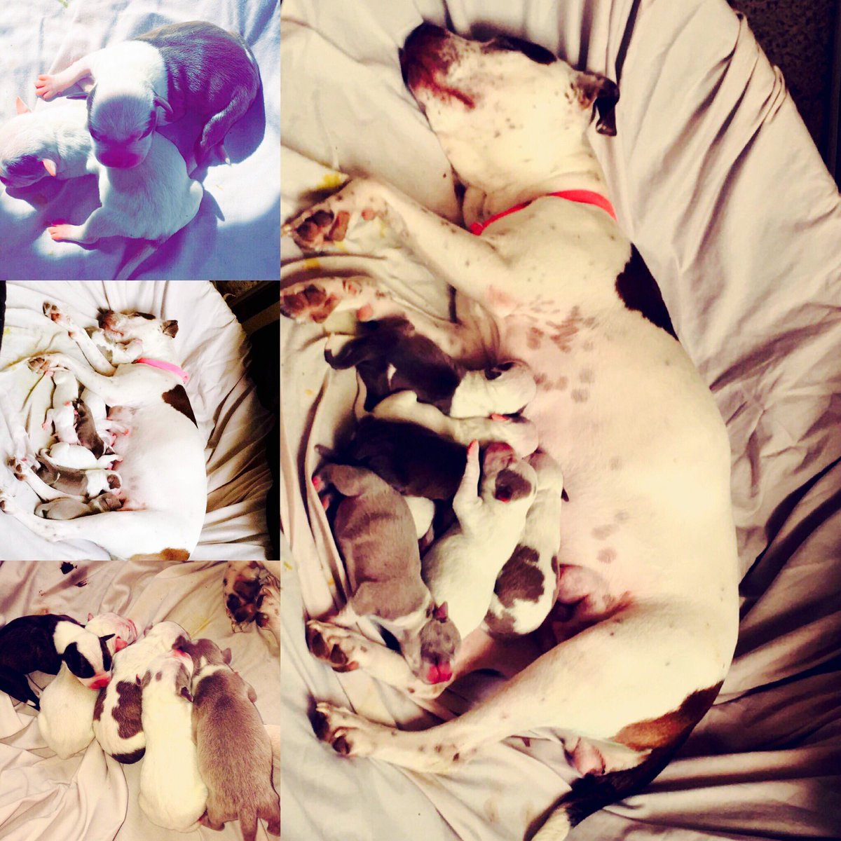 PrettiYellaLove's tweet photo. I'm so in LOVE😍😍 2 Girls (top left) 5 Boys (bottom left). 😍🐶🐶🐶🐶🐶🐶🐶😍 #Pit Mommy😘 https://t.co/hB605I5H20