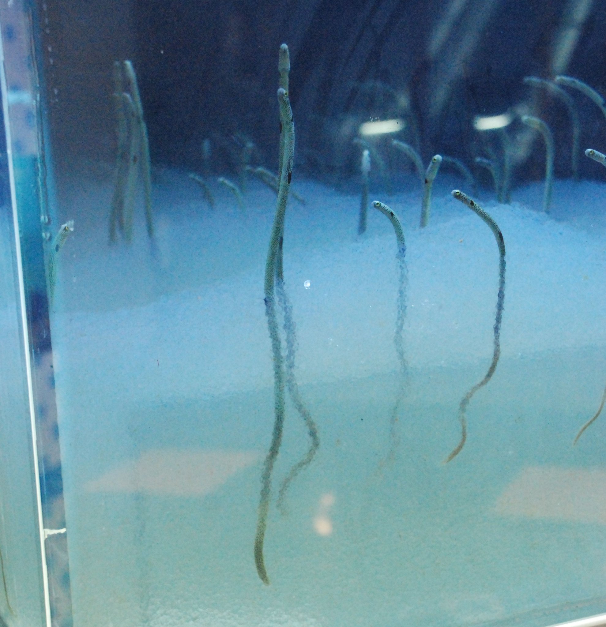 ニッポン隅々観光 Twitterren 鹿児島水族館にて チンアナゴの下半身 普段見られない部分が見れてしまうというエロス ニッポン隅々観光 Twitterren 鹿児島水族館にて チンアナゴの下半身 普段見られない部分が見れてしまうというエロス