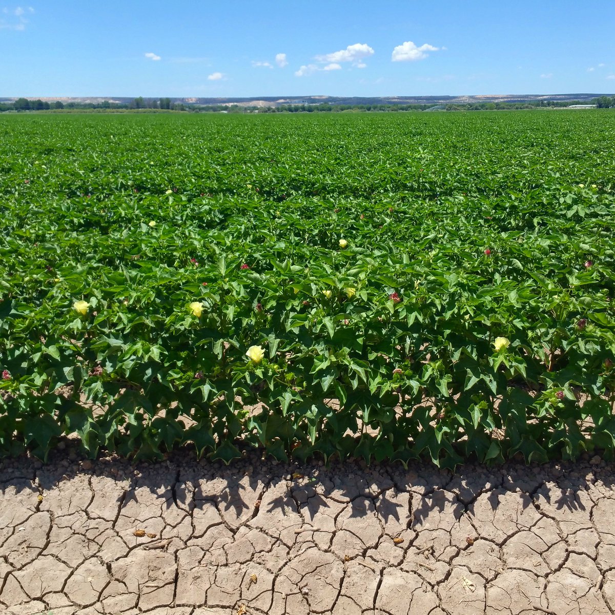 DirteeHoe's tweet photo. #Cotton #Field #Vista
#Morning commute > #FarmersMarket Gonna mingle with some #dirtees
#desert #farm #agriculture https://t.co/E0HcbFq09F