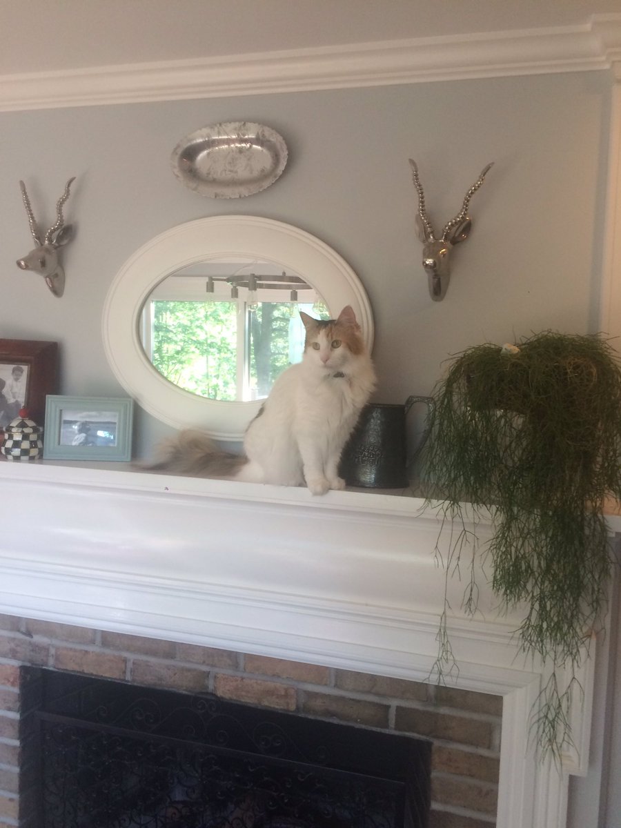 MegMegegreen's tweet photo. #mantle kitty https://t.co/mHRB4PcAPa