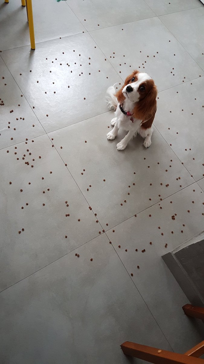 froio's tweet photo. Mano se eu vejo UM brigadeiro no chão assim eu já fico desesperado... Imagina o filhão #queexemplo https://t.co/73CX6TnGUH
