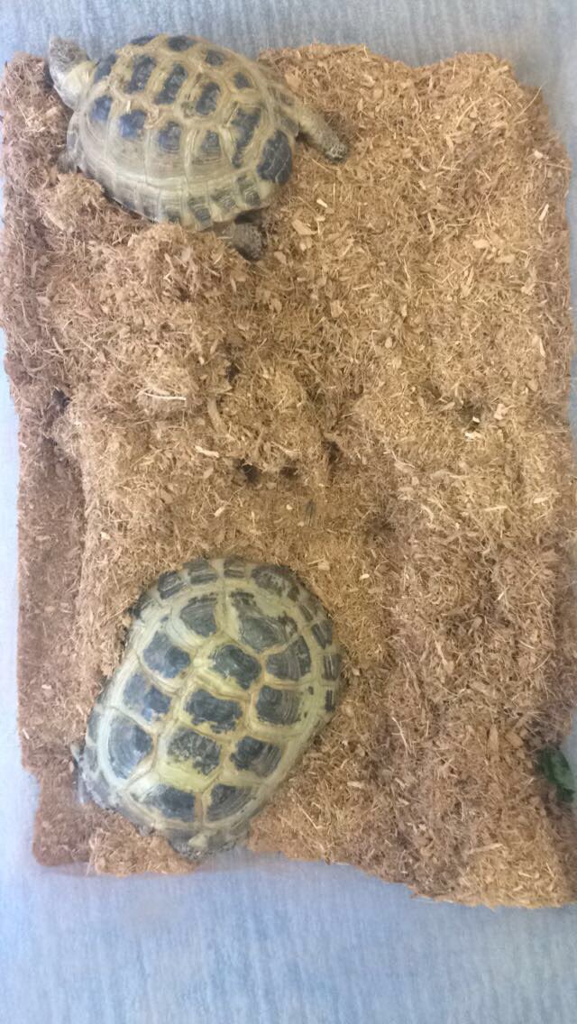 WEschoolsSLC's tweet photo. We had these special guests visit us for #natureweek #handsonlearning @WESchools #tortoisenotturtle https://t.co/yIRN8Q8QRh