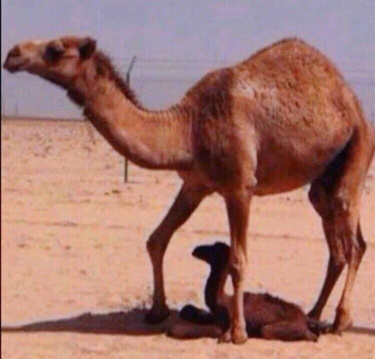 سبحان الله  رحمة اﻷم بولدها