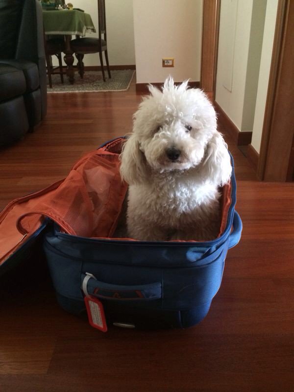 Portami con te in vacanza,saró bravissimo,non mi abbandonare,non farmi questa cattiveria!