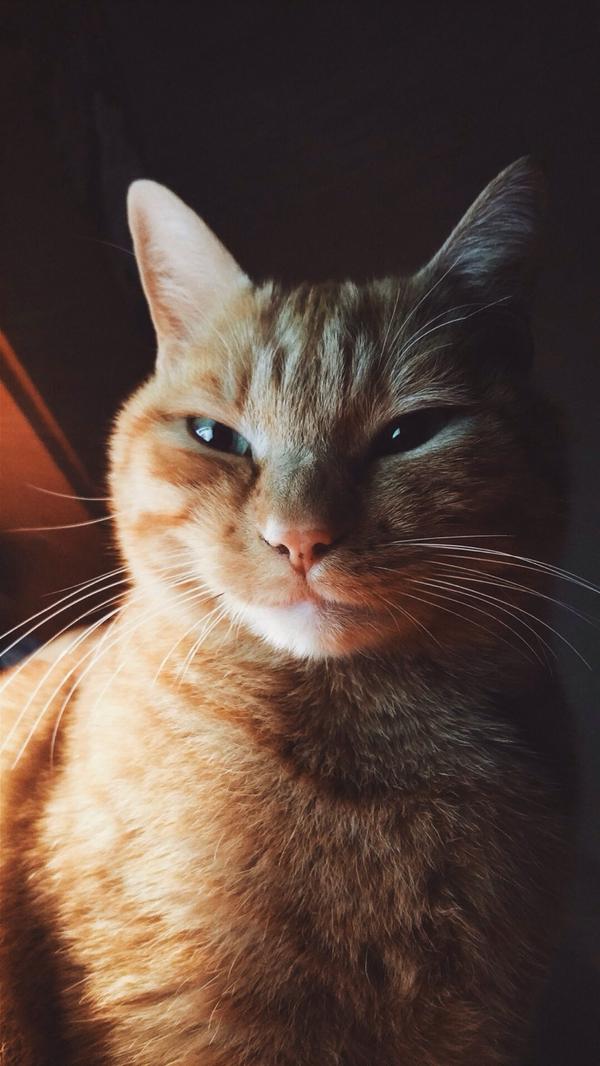 Badmoggy's tweet image. #IfCatsWereInCharge  Yes.... &quot;If.&quot;  That&apos;s cute human.