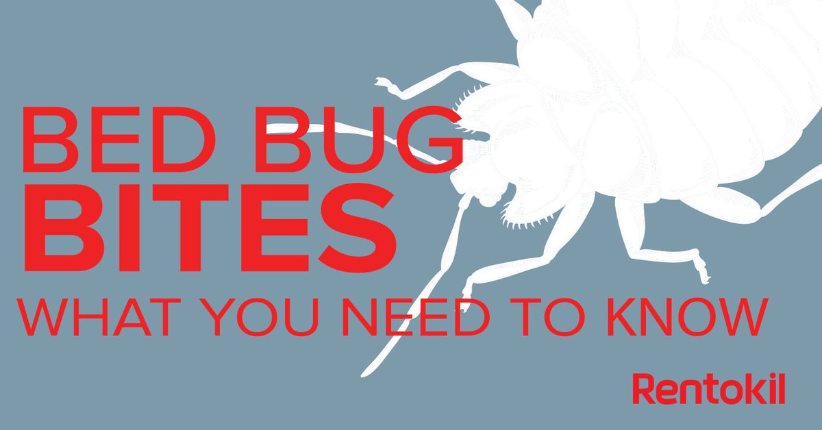 Rentokil's tweet image. Find out how to spot, treat, and prevent #BedBugBites: ow.ly/YdGat #BedBugs
