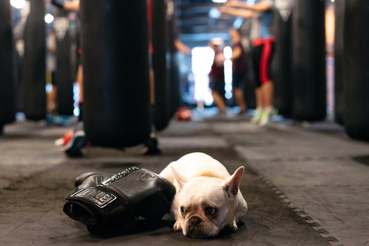 Weekend workouts can be ruff 🐶 but if @adventuresofmaui can do it, you can too!! &amp; we promise, you won't regret it