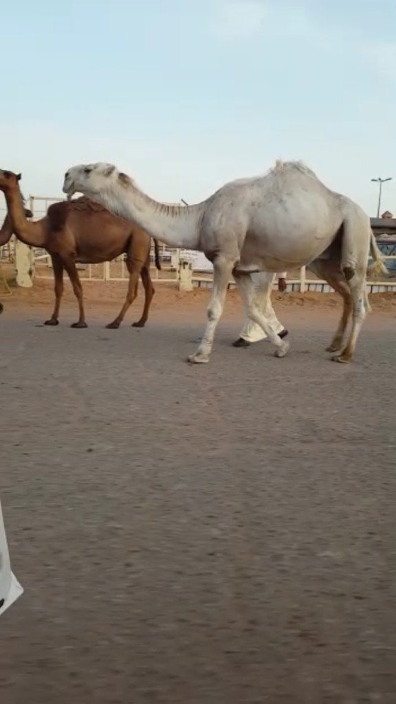 للبيع فحل اوضح من ابل ابن غصيان  شاق وباقي علومه عند صاحبه ٠٥٠٥٧٢٣٣٣١