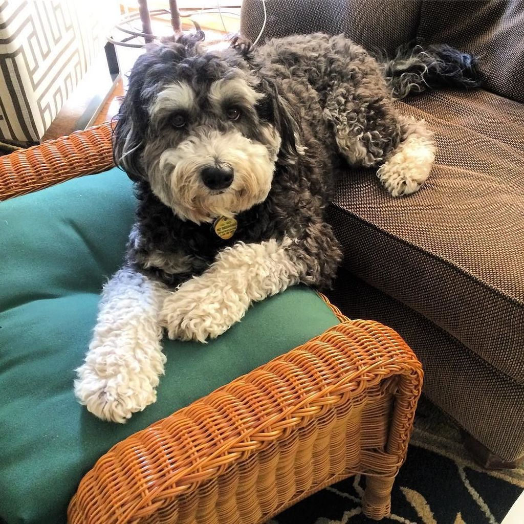 misshuntiedoods's tweet photo. Upset that people are rearranging furniture! #bernesemountaindog #bernedoodle #doodle #bestwoof #puppy #dcdoodles #… https://t.co/DhRKBHsbra