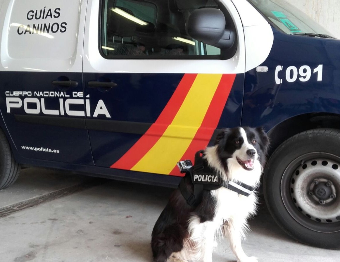 policia's tweet photo. Nuestra agente Blitz, experta detección de drogas y billetes, lista para pillar a los malos... con olfato y ¡cámara! https://t.co/WZhxgYxRXm