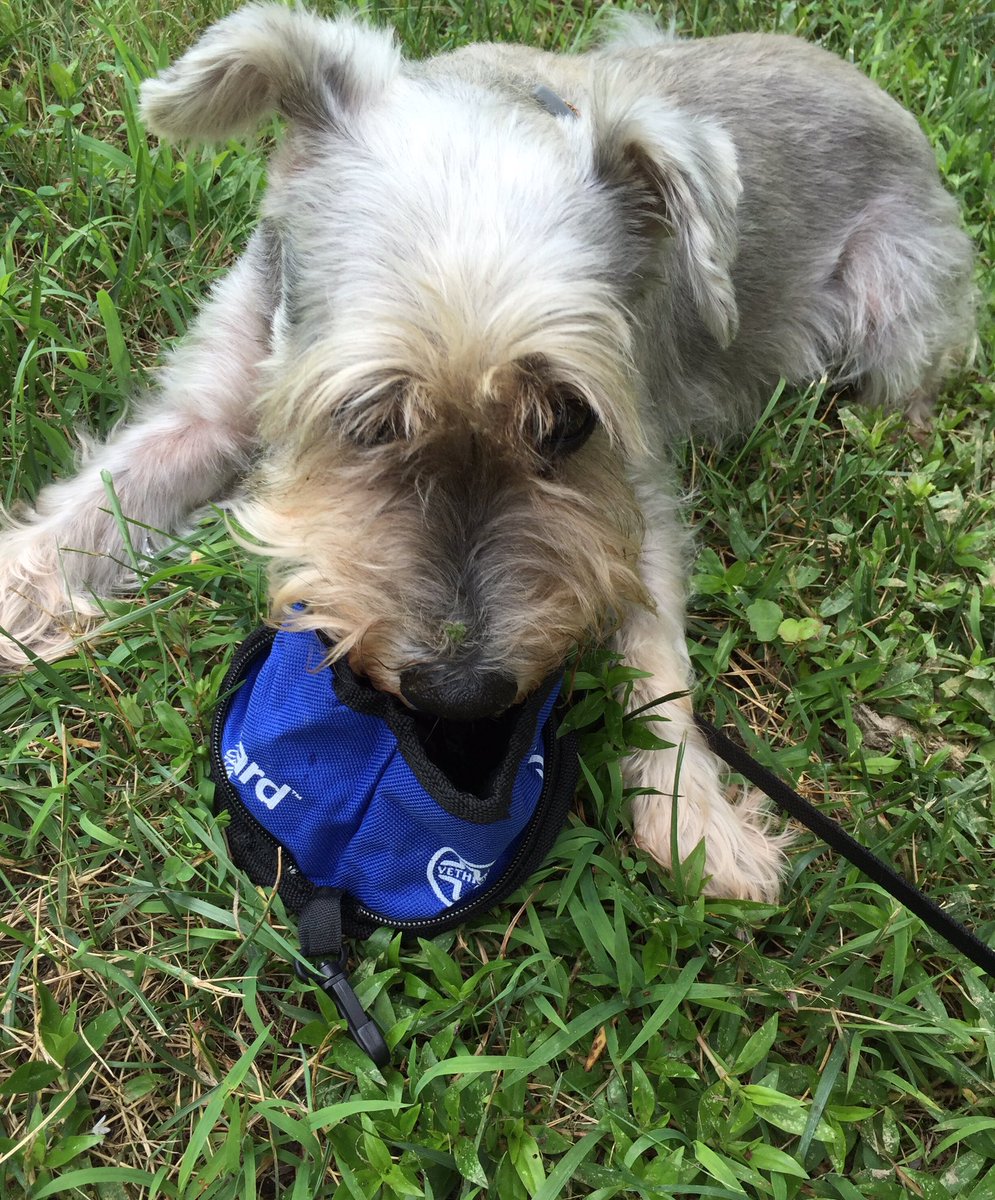 FullOfShihTzu's tweet image. It may be hot out but it&apos;s still a great day for the park! #whatheatwave