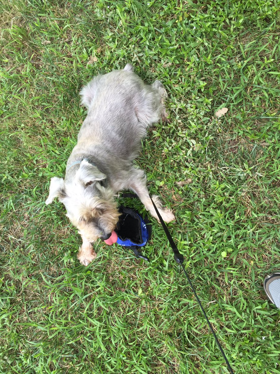 FullOfShihTzu's tweet image. It may be hot out but it&apos;s still a great day for the park! #whatheatwave