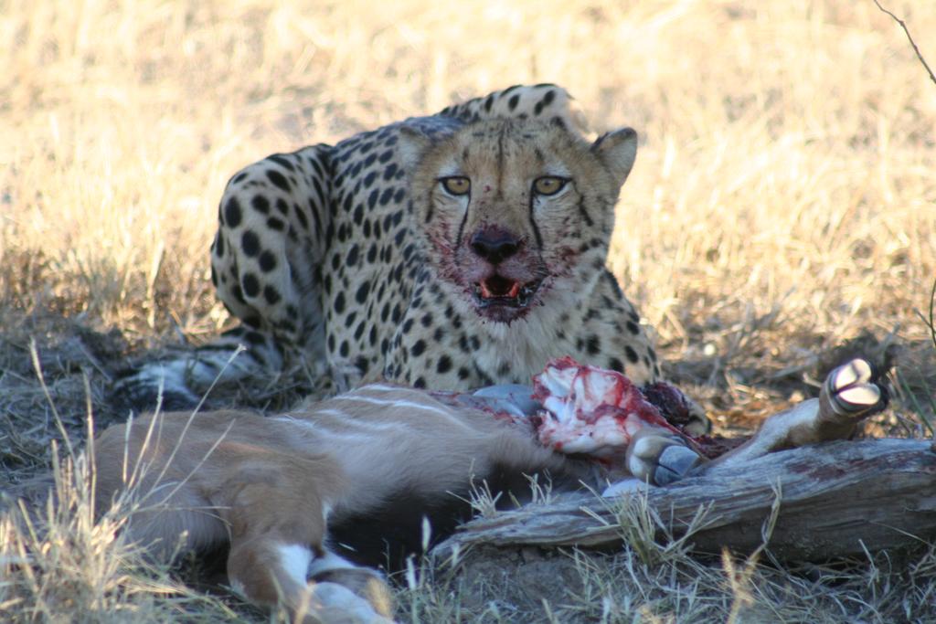 #africansafariwalks