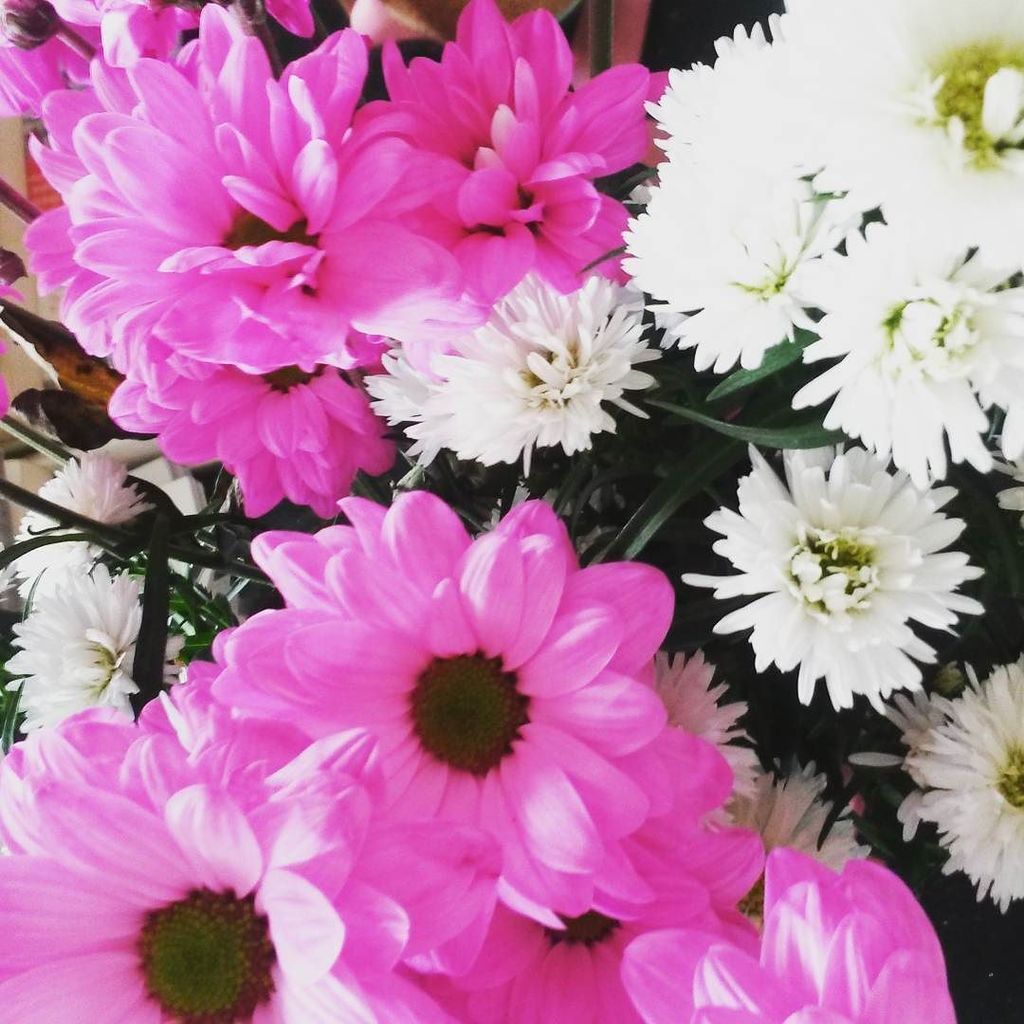 anasousa_etsy's tweet photo. Margaritas ! #summer #flowers https://t.co/Nc90AAMGs8 https://t.co/QaX2OhYYAe