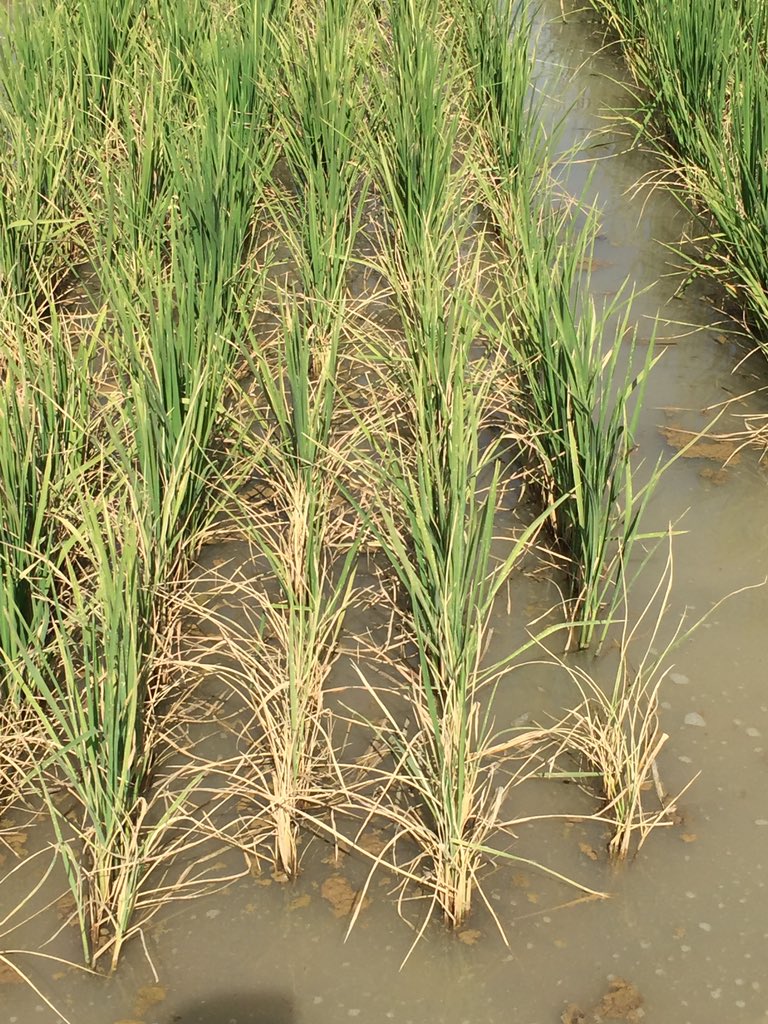 <a href="/SMatthewsfarms/">Scott Matthews</a> @BobScottWeedDr burning the plants up. Too much open water - water temp 110 &amp; no shade to soil.
