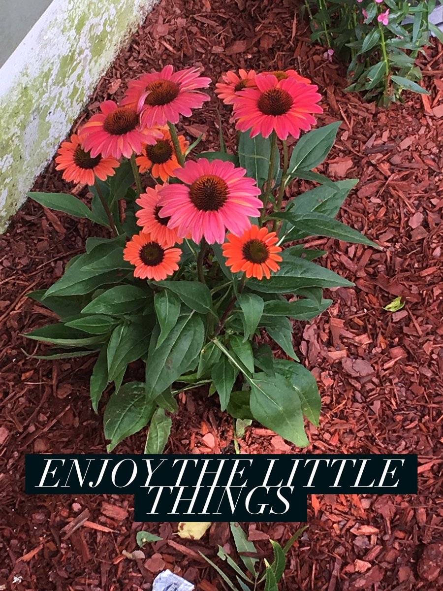 PimptoPastor's tweet photo. New flower garden! #flowers #helpmedream #thedreamcampaign #thesmallthings #missionaries #missions #jesus https://t.co/J4bKupdUwe