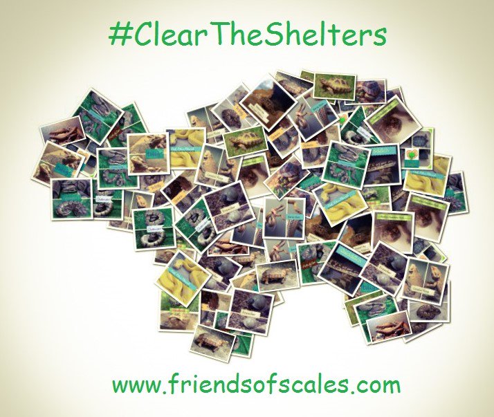 FriendsofScales's tweet photo. Help @FriendsofScales #ClearTheShelters today and adopt tortoises, snakes, lizards and more https://t.co/kKCwNxRPlr https://t.co/SZgWJMT8QP