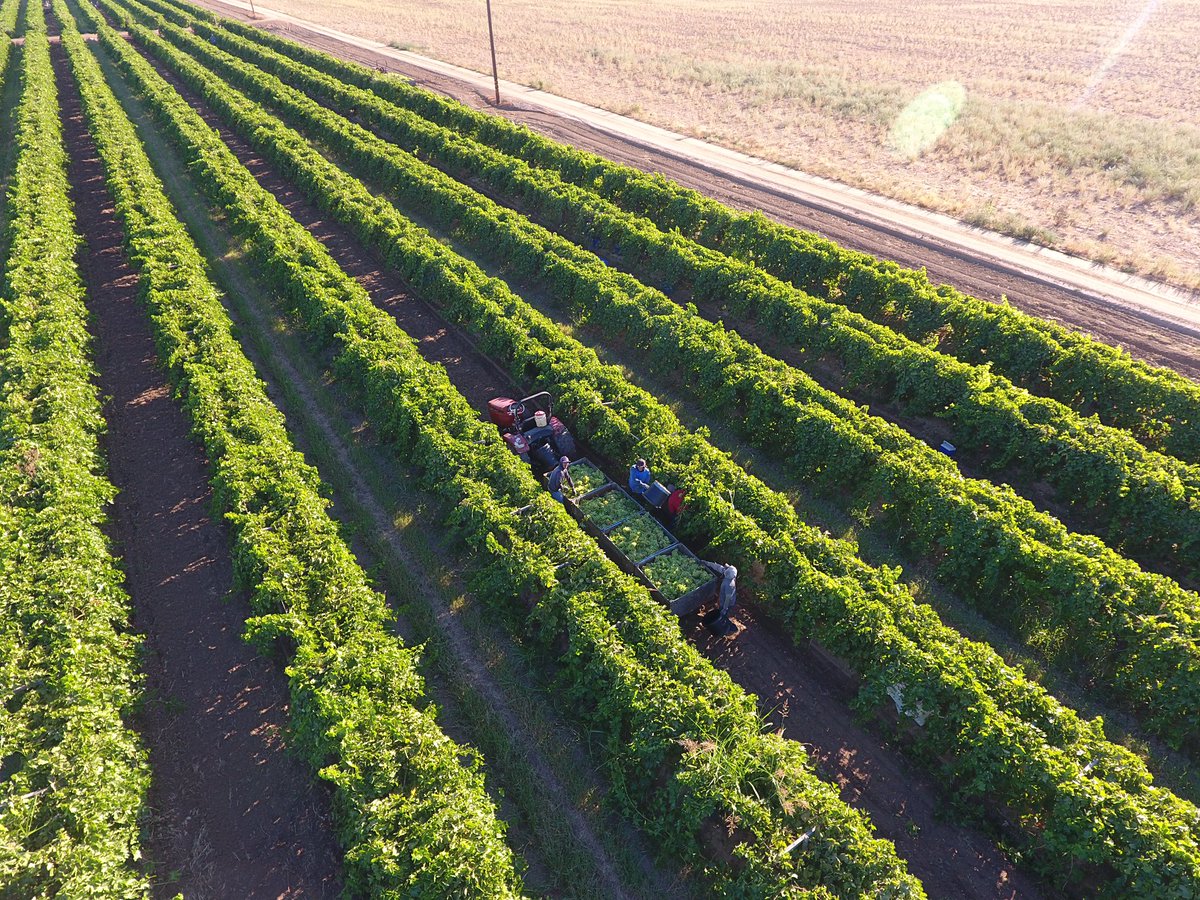TheChadColby's tweet photo. First grapes of this farm #HeinRanch @heinsite57 @GarySorrick @LoganFriedrich https://t.co/WrdgTPMvnJ