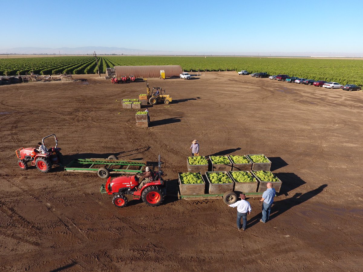 TheChadColby's tweet photo. First grapes of this farm #HeinRanch @heinsite57 @GarySorrick @LoganFriedrich https://t.co/WrdgTPMvnJ