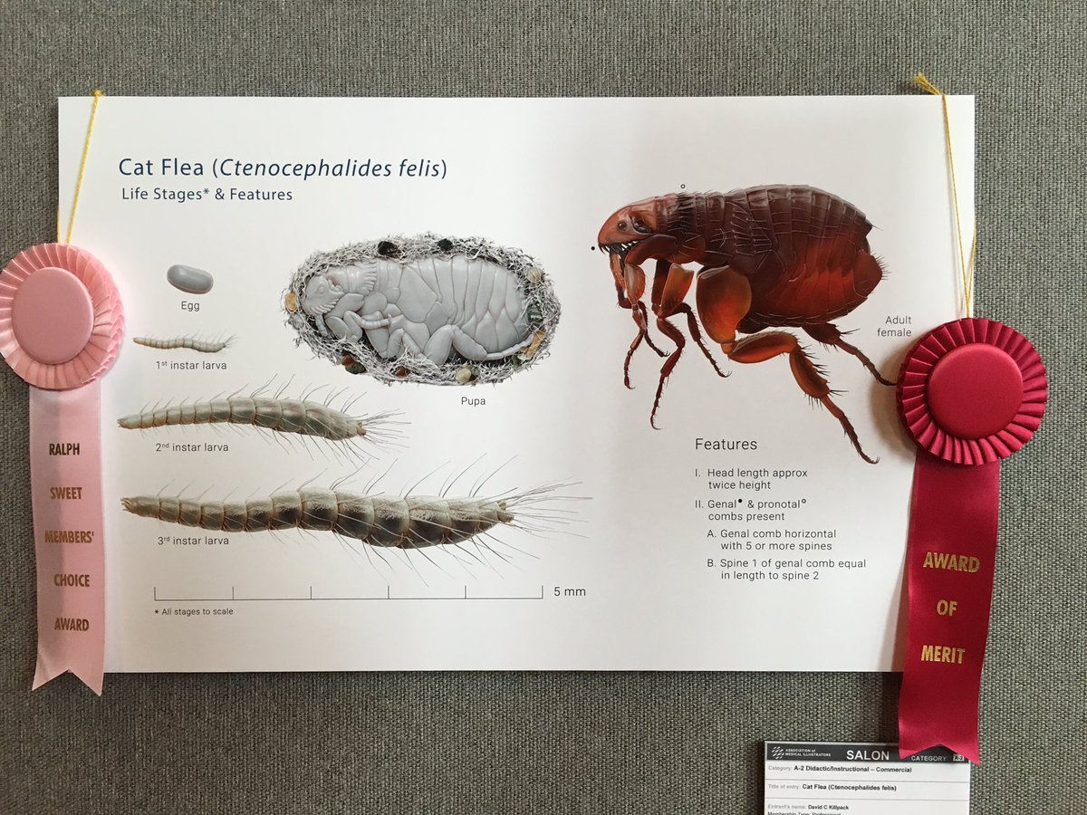 msh_ko's tweet photo. Mores #AMI2016 #medicalillustration #biocommunication https://t.co/maqwPfcrLf