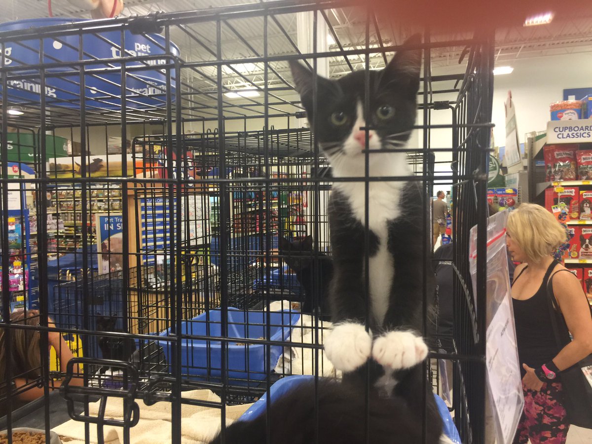Petsmart0668's tweet photo. Come visit us today - we have cat rescue and Currituck here with several kittens like olive looking for a home https://t.co/litdVkrjMY