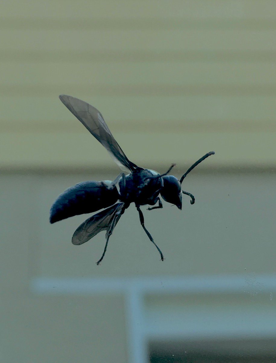 mistergeeky's tweet image. I&apos;m trying to do more portrait work - the hard part is getting them to pose.  @SatScenes #insectmodels #bzzzzzzzzzzz