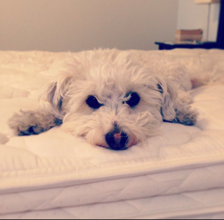 amdavis19's tweet photo. @TheEllenShow this is Billy, he rescued us five years ago ☺️ https://t.co/sW6VEyV7oR