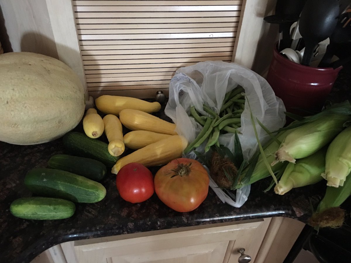 CreatureTechr's tweet image. Fresh from the garden.