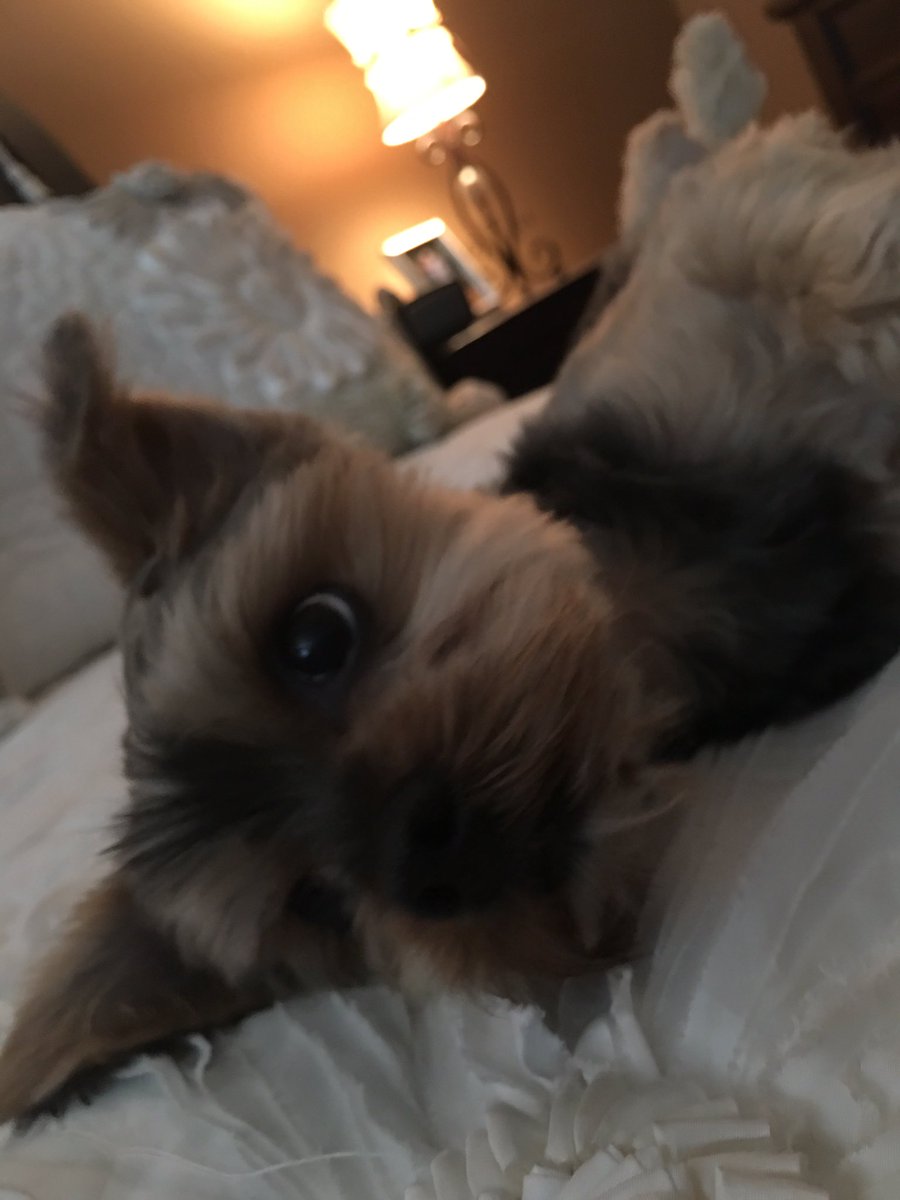 CreatureTechr's tweet image. Puppy love