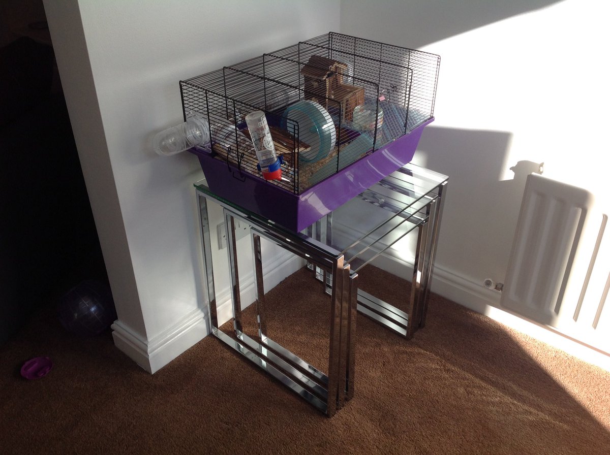 BuddyHamster's tweet photo. I have not been on here for a long time, how is everyone? https://t.co/hgSasCR2rI
