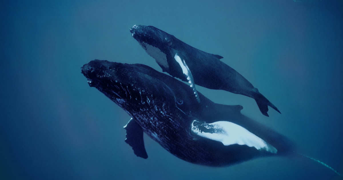 NYMag's tweet photo. Whales cling to the bodies of their dead loved ones: https://t.co/PpU9pYdak5 https://t.co/I39DCuT9tA