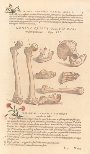 pipoulou_kgb's tweet photo. Andreae Vesalii Humani corporis fabrica https://t.co/vrMDitzsgV @PastMedHistory @GallicaBnF @path435 @Irr_Anatomist https://t.co/wBajleoRkO