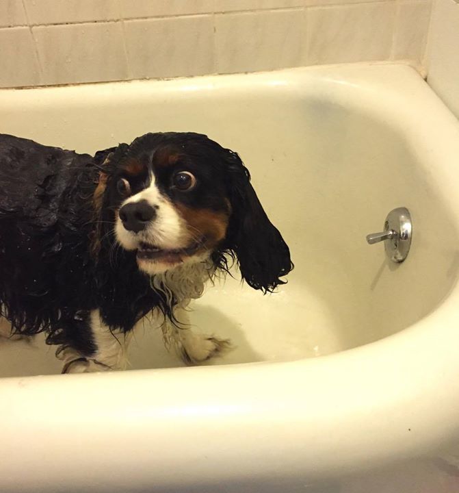 Ed_Hale's tweet image. #TakingBaths makes #Alistair #smile #Cavaliers #love #bathing #?!? (ift.tt/2a1DRAk)