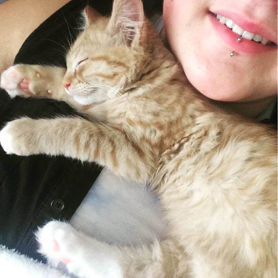 mikailadegrace's tweet photo. My new child #kittensofinstagram #love #babyboy https://t.co/vOpys0yzOc