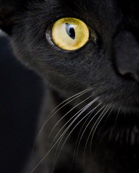 DeeKaye2010's tweet photo. @zwgman happy #Caturday :) #prettykitteh https://t.co/5WYdP9CXMm