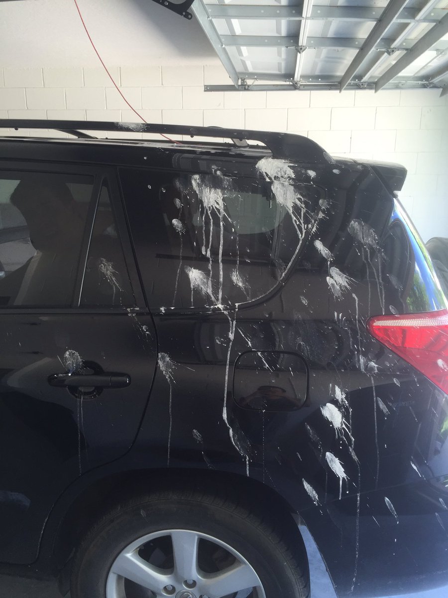 kacz's tweet image. I pissed off some Pidgeys..