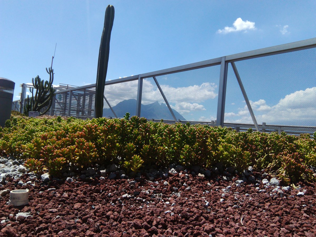 idalyortiz's tweet photo. @plantasENSE  @CienciasENSE Mis mejores fotos de #azoteaverdenl https://t.co/ZhrJpLC14D