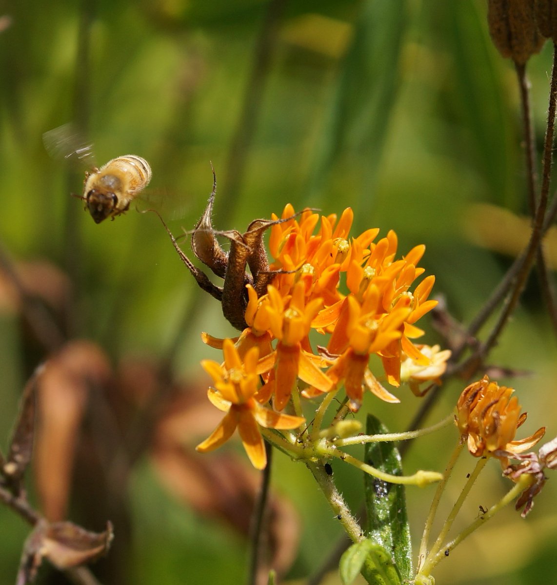 TweetmentFwee's tweet photo. A honeybee foraging on the Greenway in the heat.... https://t.co/owgNsBMDOh
