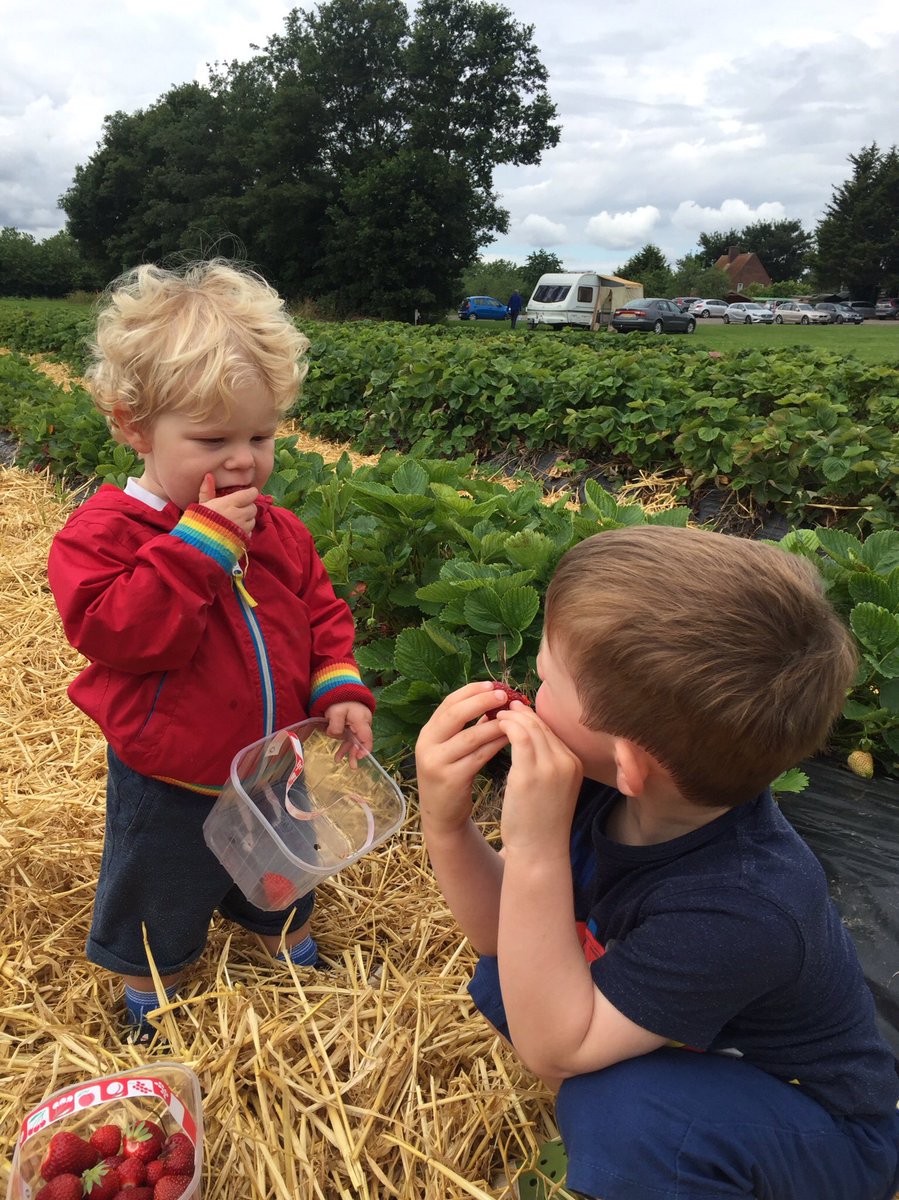 Fredsfowler's tweet photo. Loves PYO strawberries at @MilletsFarm with @reggie_a_fowler https://t.co/sNCmyhby06