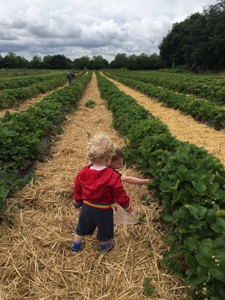 Fredsfowler's tweet photo. Loves PYO strawberries at @MilletsFarm with @reggie_a_fowler https://t.co/sNCmyhby06