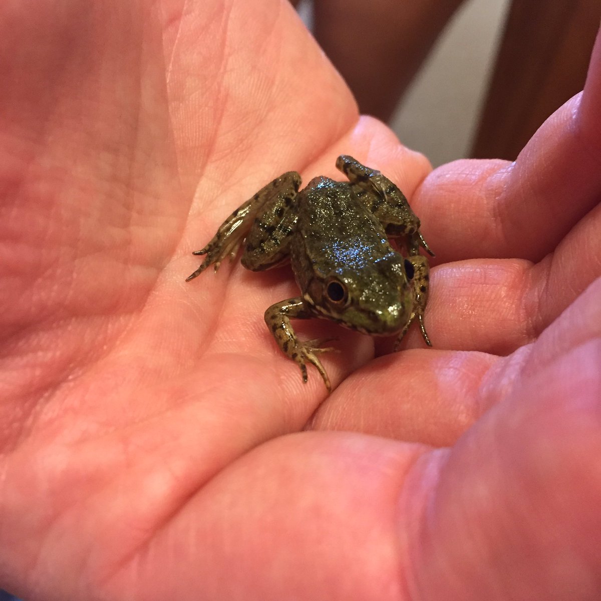RCPDPARK's tweet photo. This shifty little green frog escaped during our Junior Naturalist program &amp; ran around the building for an hour! 🐸🌿 https://t.co/EVllqEoTfv